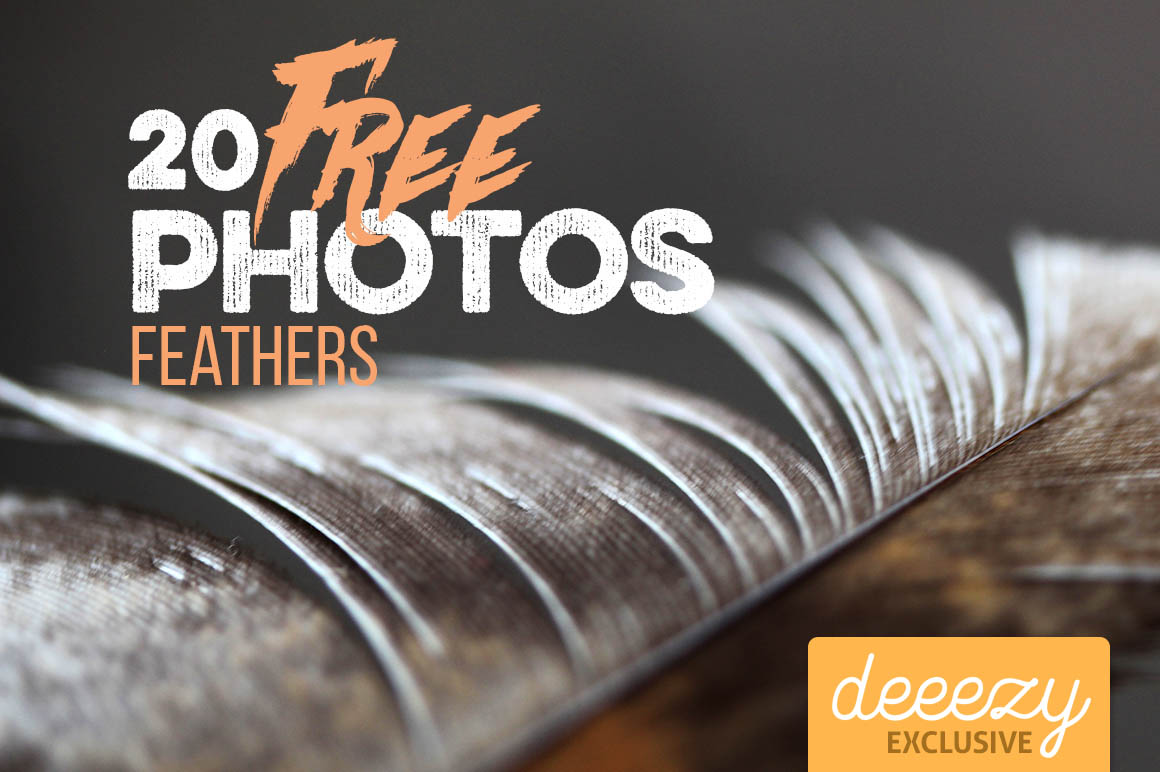 20 Feather Photos