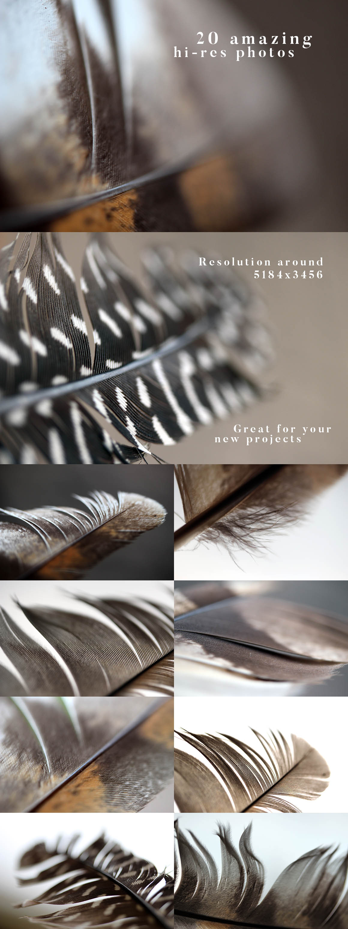 20 Feather Photos