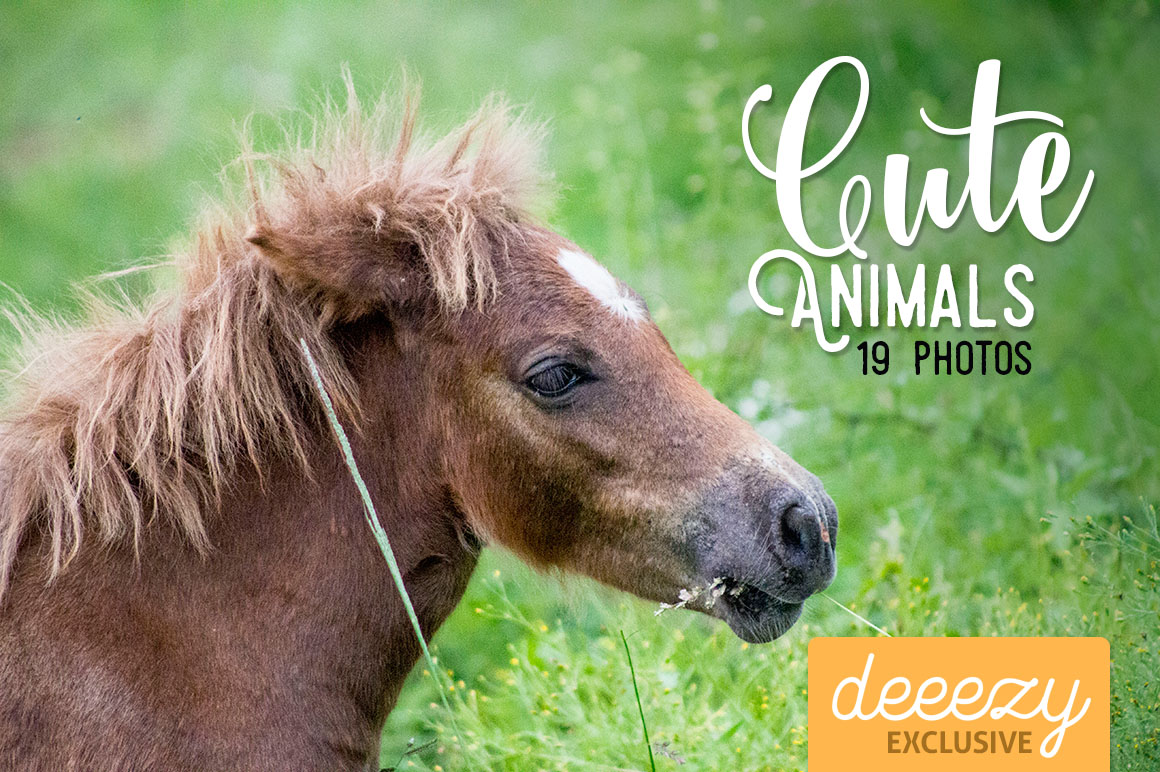 Cute Animals - 19 Photos