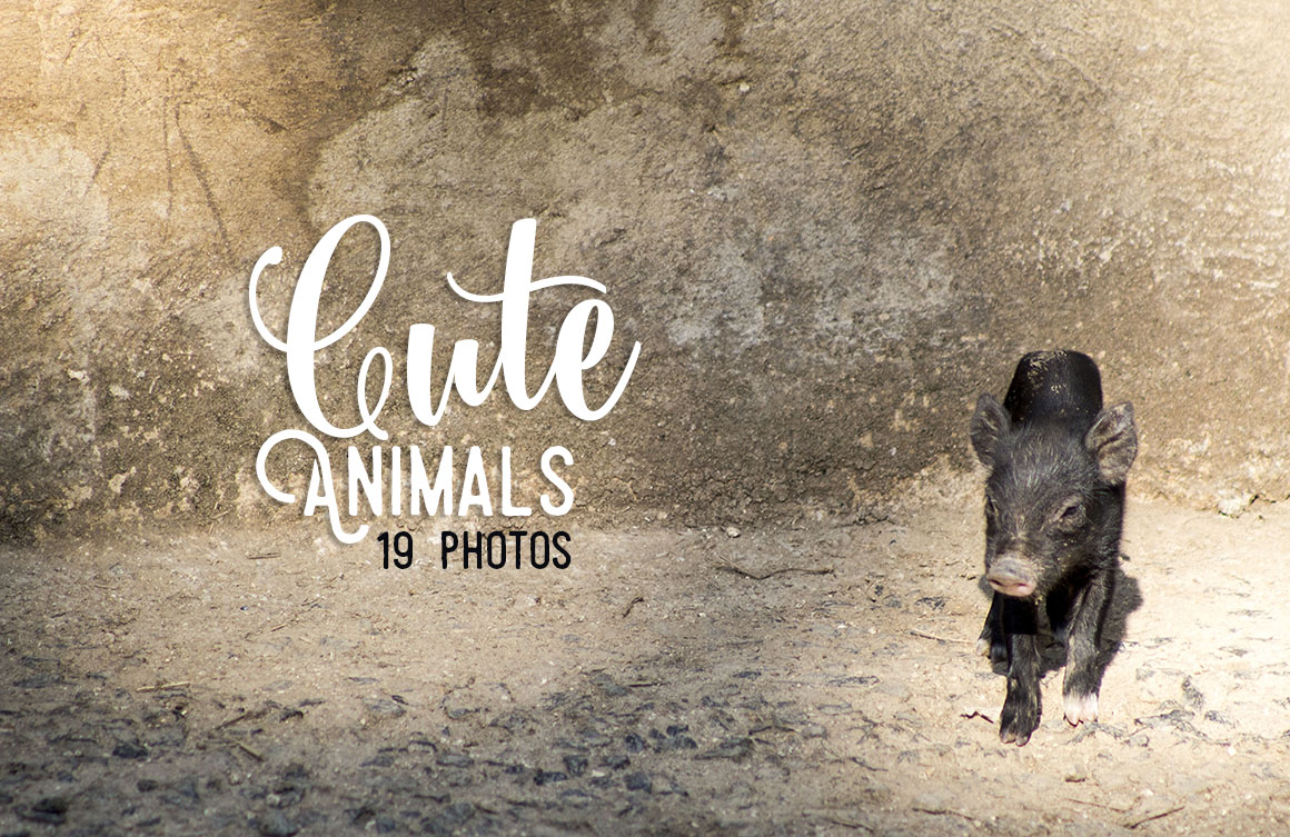 Cute Animals - 19 Photos