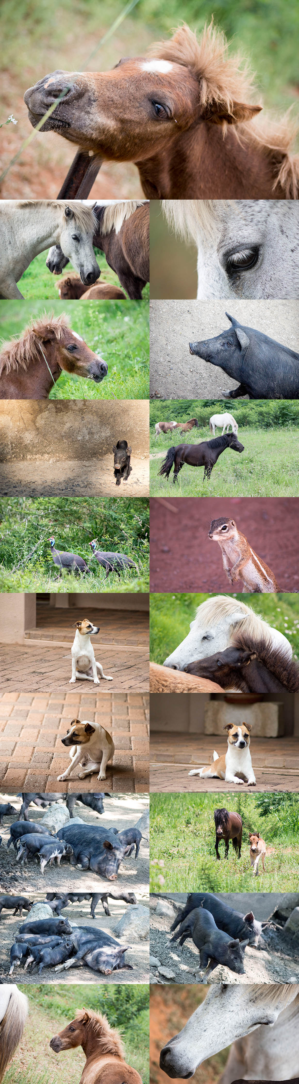 Cute Animals - 19 Photos