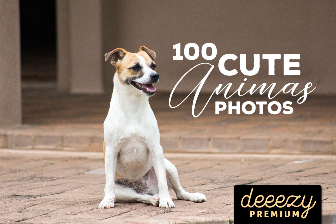 100 Cute Animals Photos
