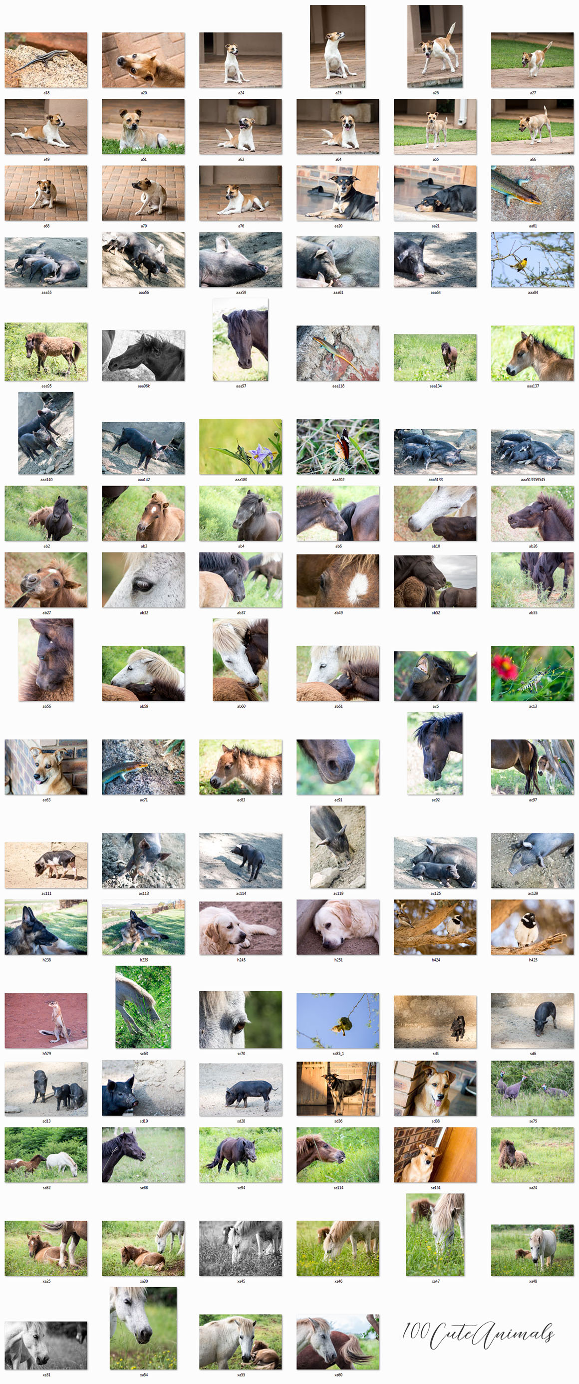 100 Cute Animals Photos