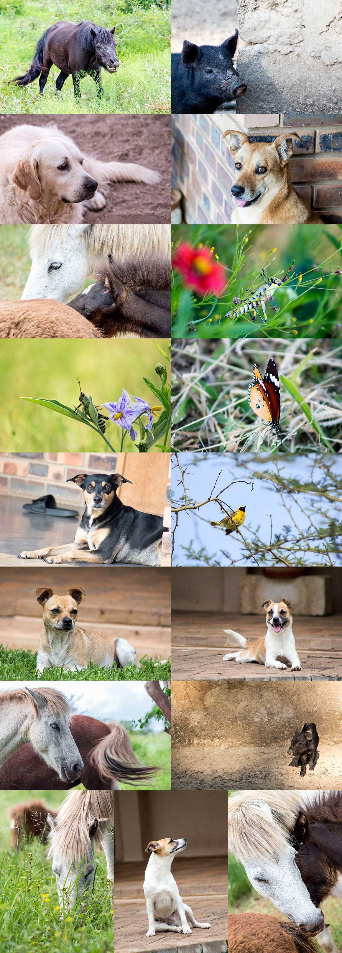 100 Cute Animals Photos