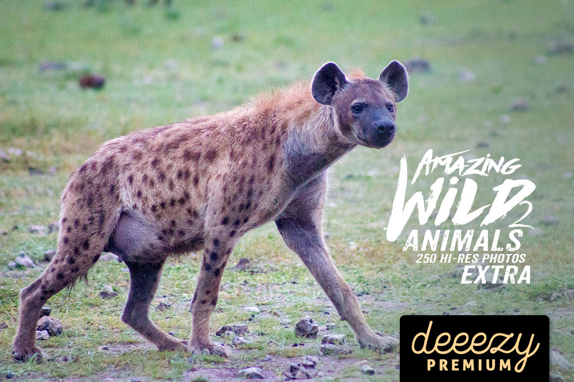 Amazing Wild Animals 2 Extra
