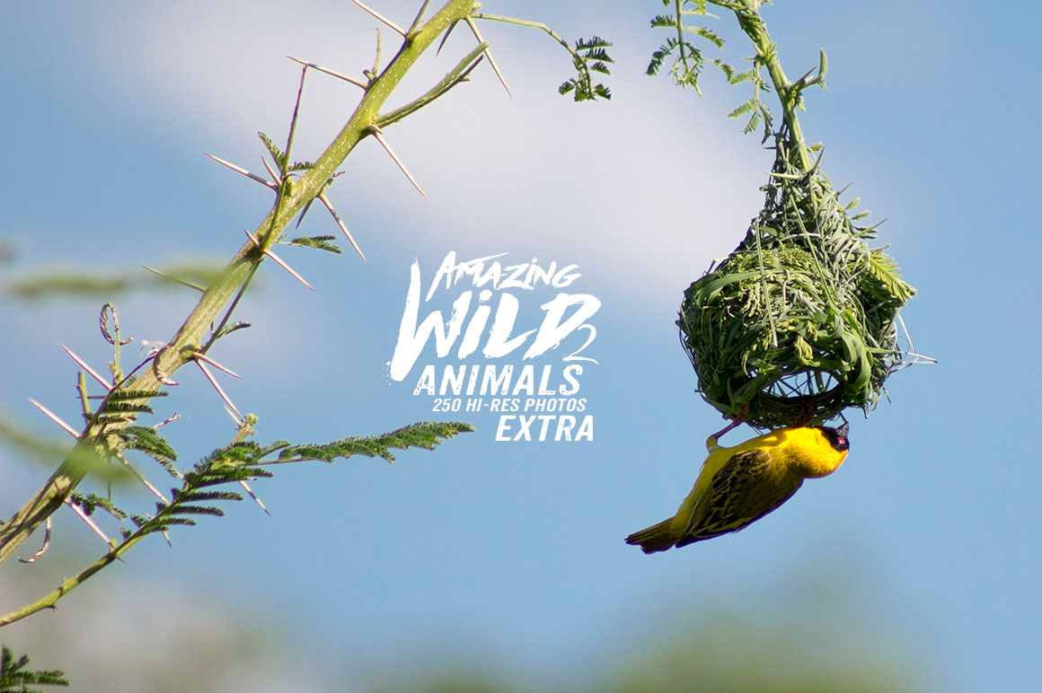 Amazing Wild Animals 2 Extra