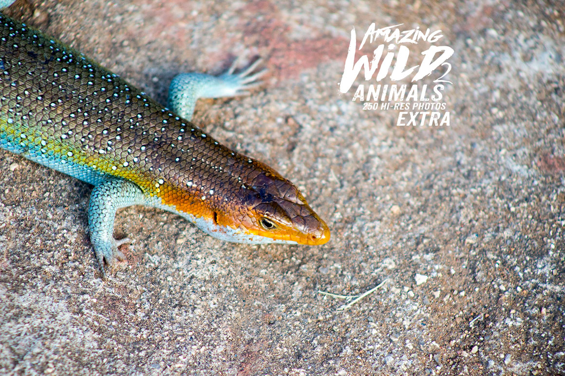 Amazing Wild Animals 2 Extra