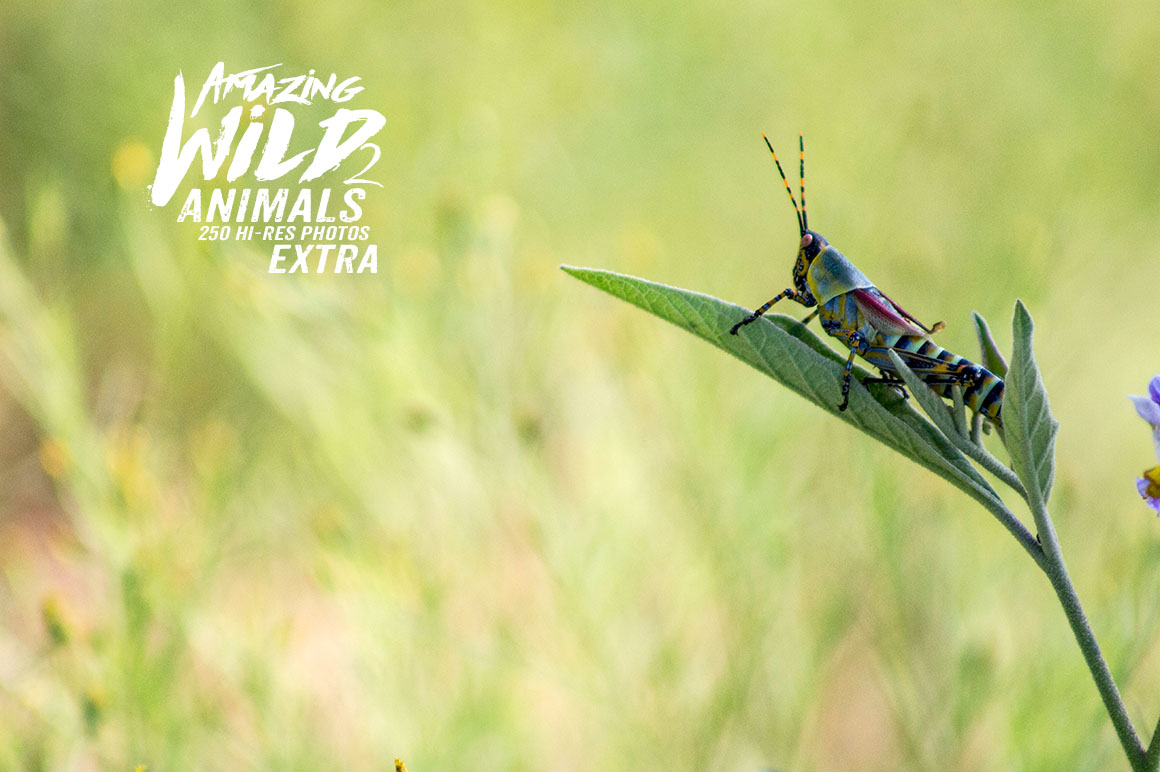 Amazing Wild Animals 2 Extra