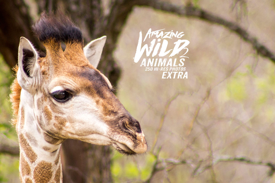 Amazing Wild Animals 2 Extra