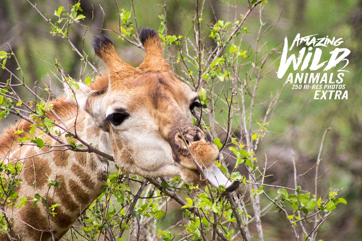 Amazing Wild Animals 2 Extra