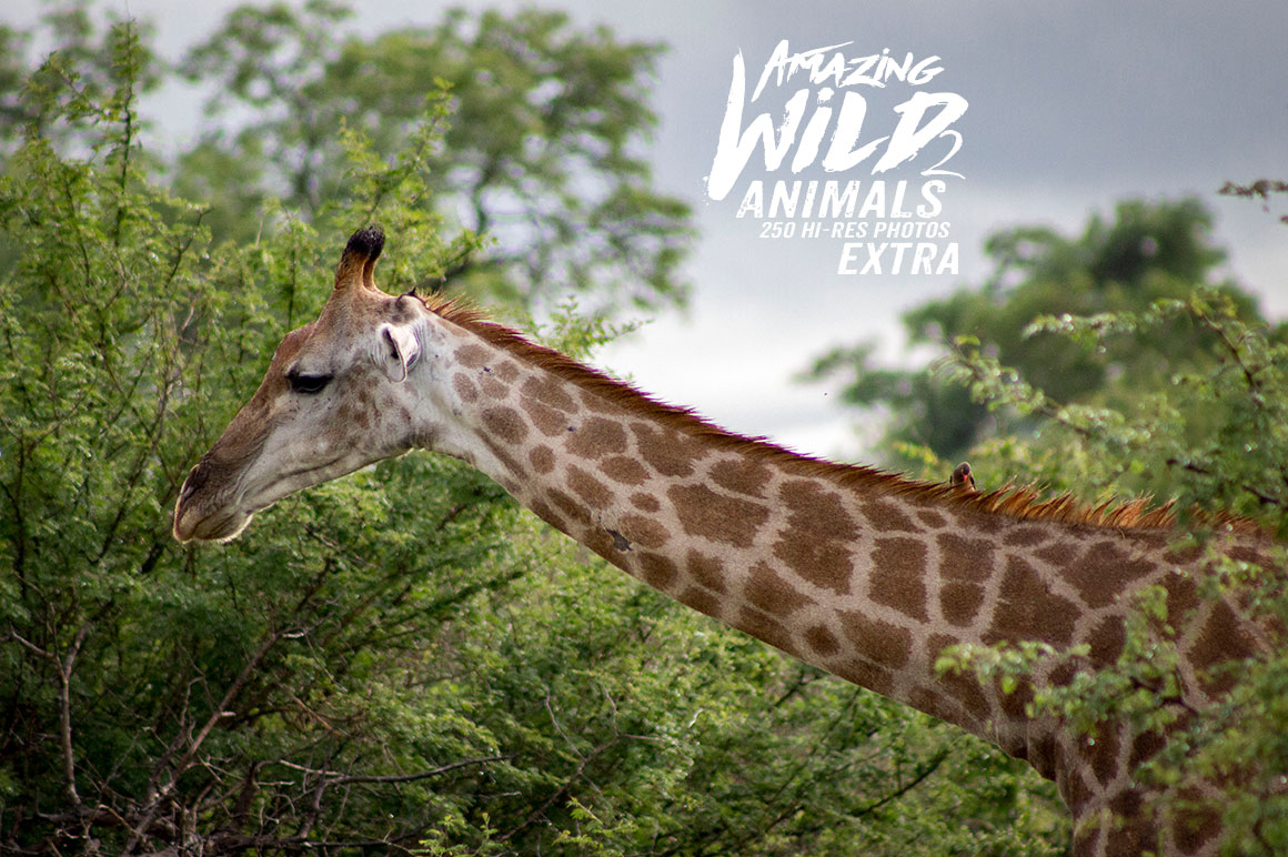 Amazing Wild Animals 2 Extra