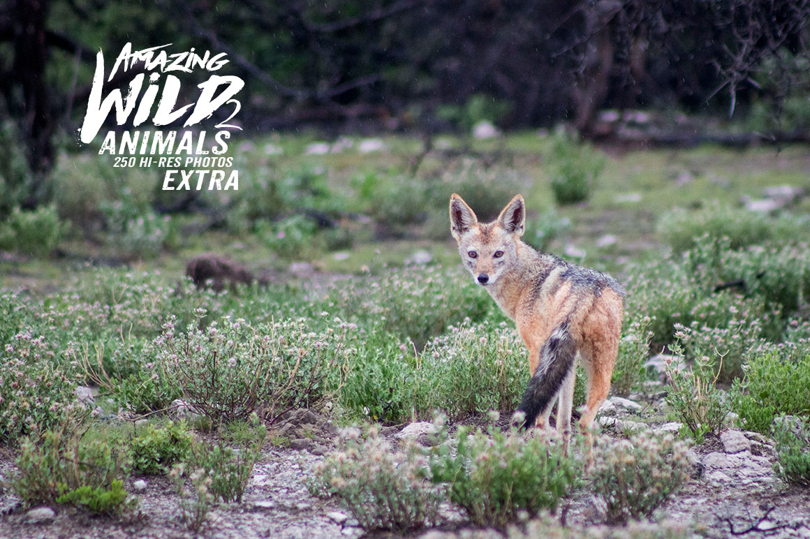 Amazing Wild Animals 2 Extra