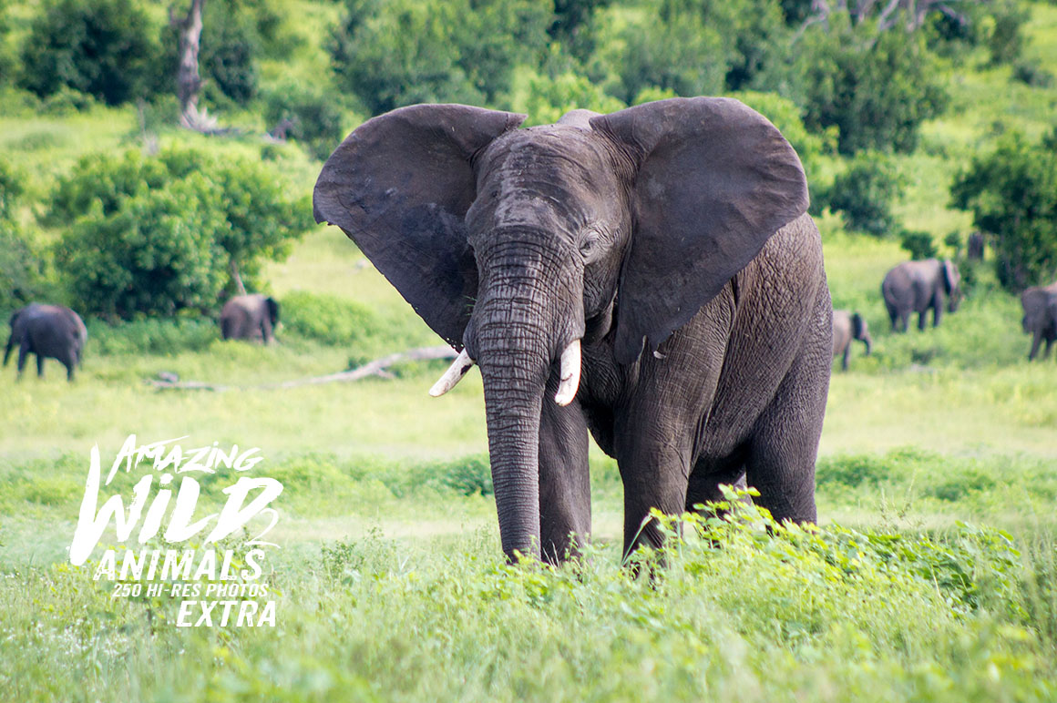 Amazing Wild Animals 2 Extra