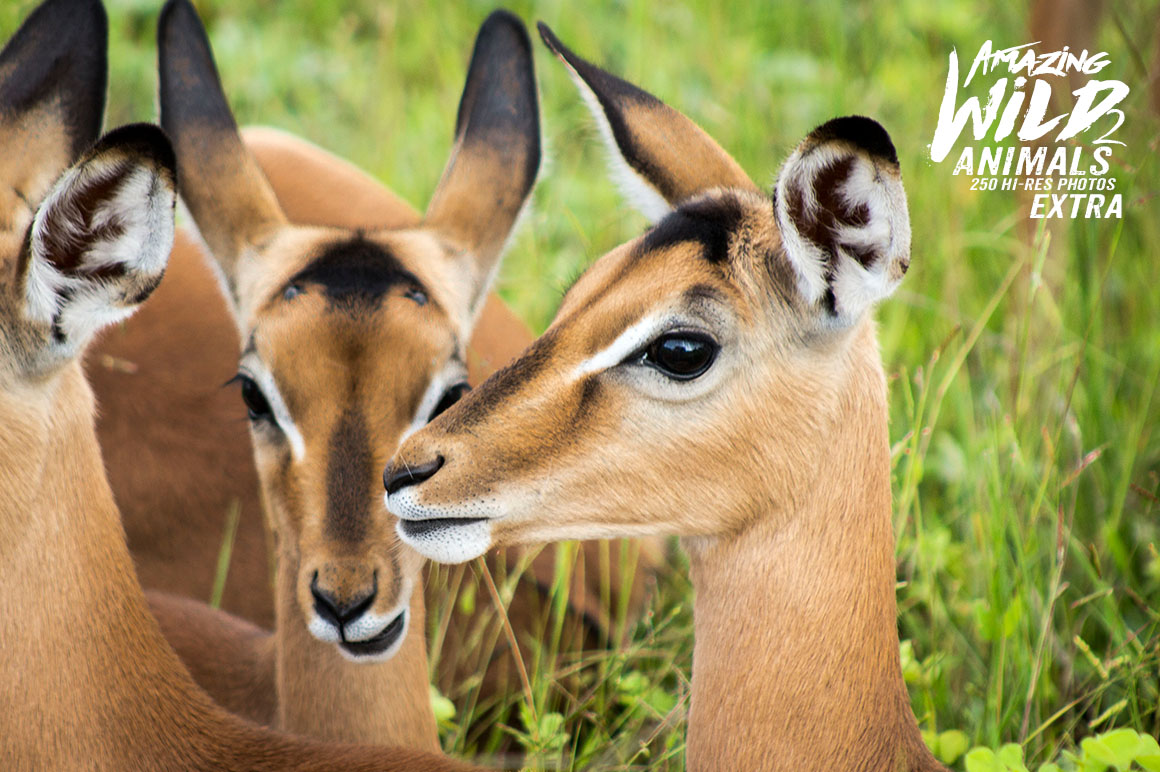 Amazing Wild Animals 2 Extra