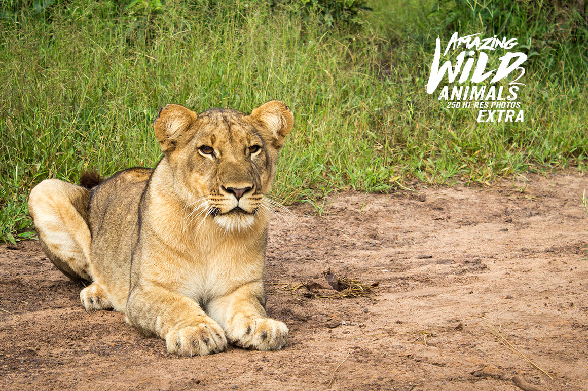 Amazing Wild Animals 2 Extra