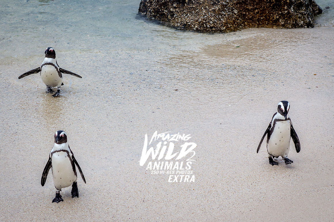 Amazing Wild Animals 2 Extra