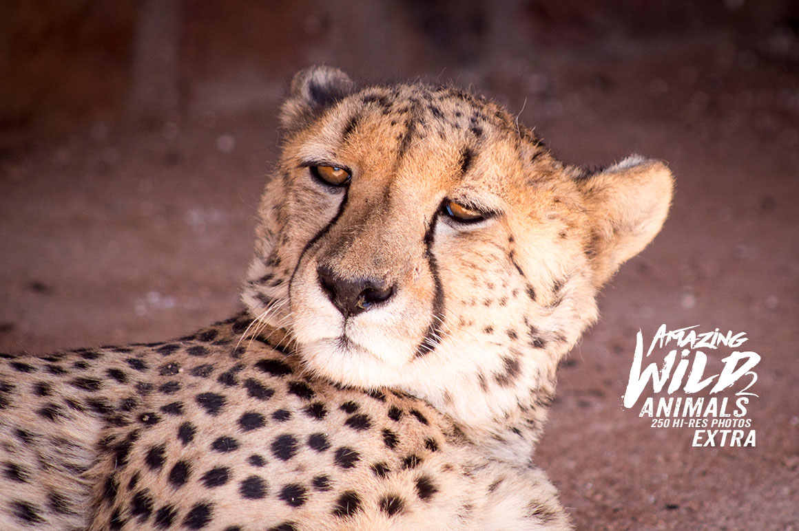 Amazing Wild Animals 2 Extra