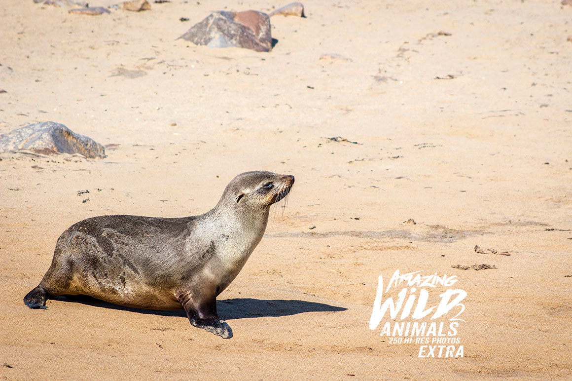 Amazing Wild Animals 2 Extra