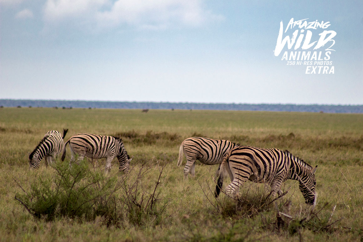 Amazing Wild Animals 2 Extra