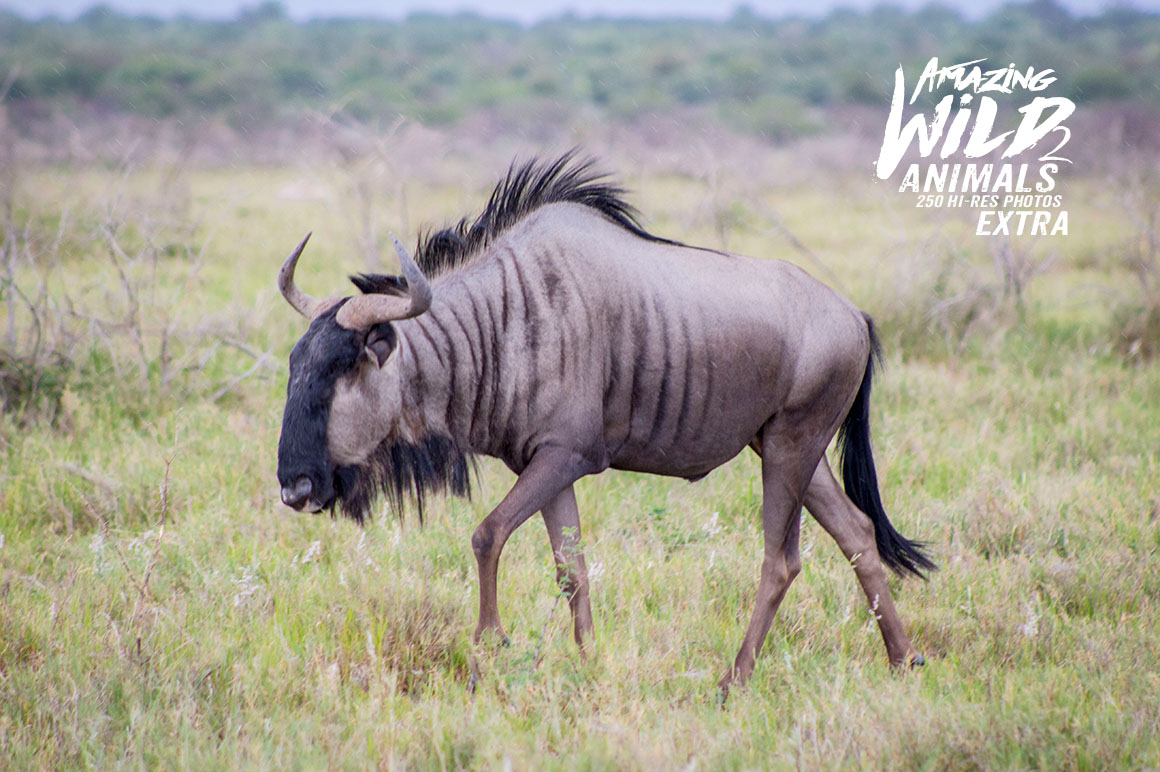 Amazing Wild Animals 2 Extra