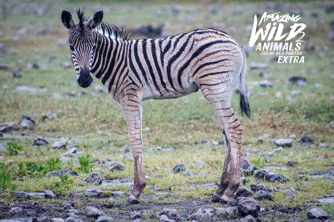 Amazing Wild Animals 2 Extra