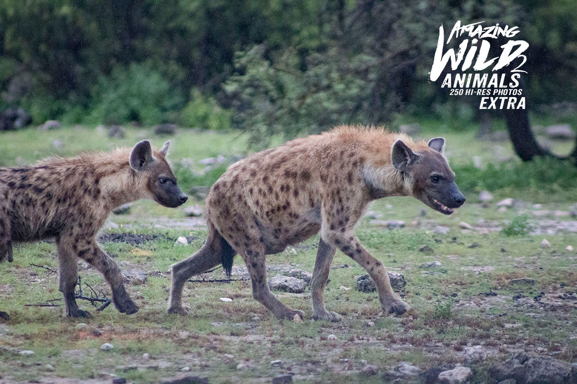 Amazing Wild Animals 2 Extra