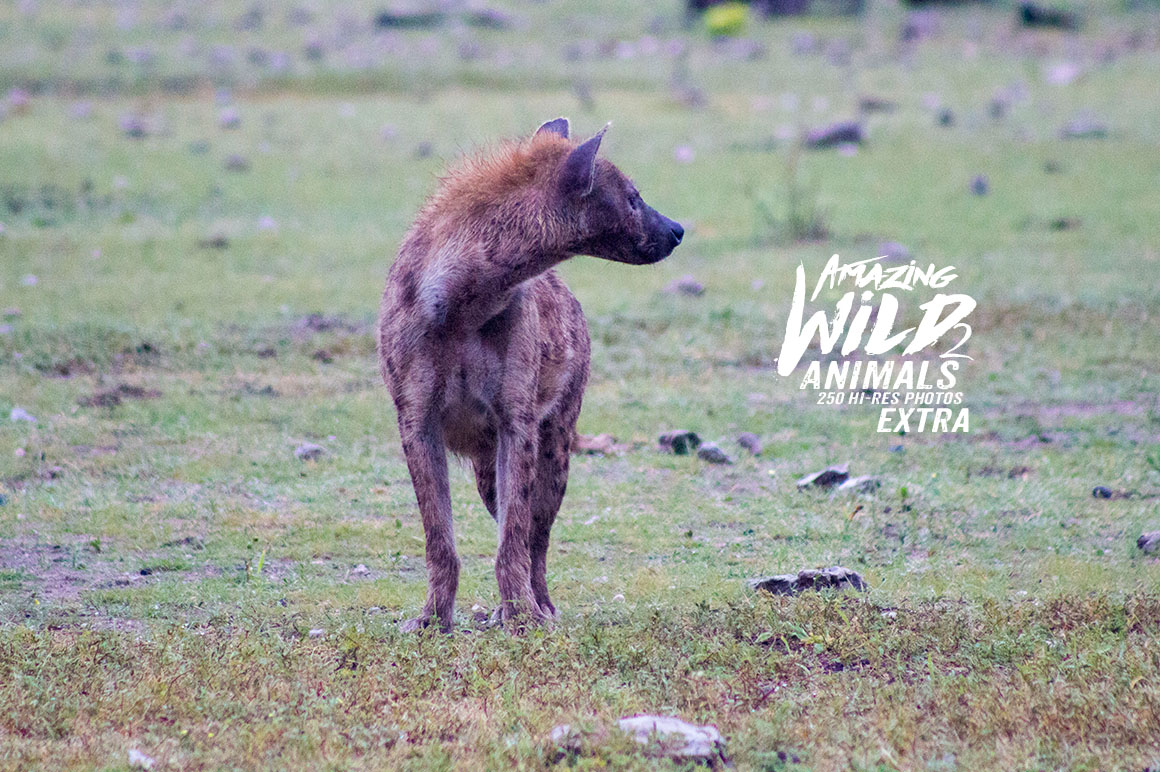 Amazing Wild Animals 2 Extra