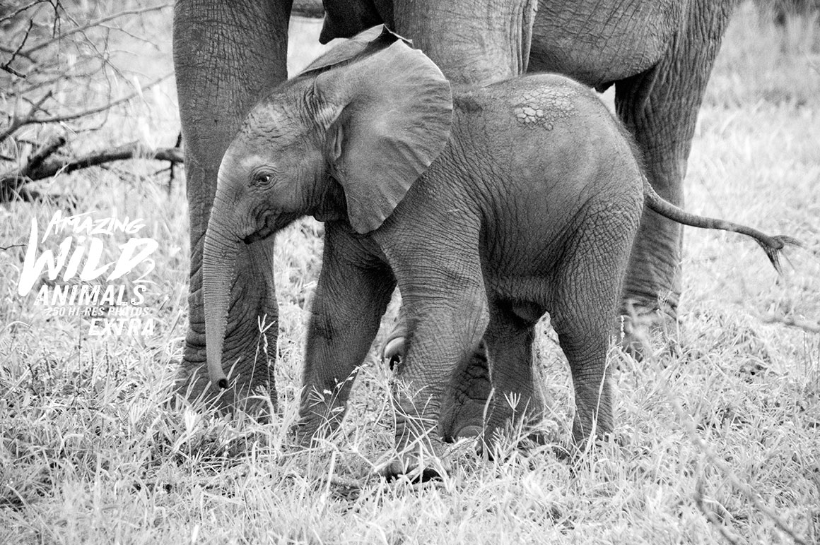 Amazing Wild Animals 2 Extra