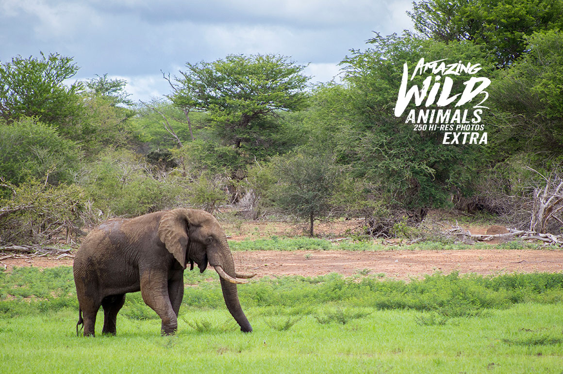 Amazing Wild Animals 2 Extra