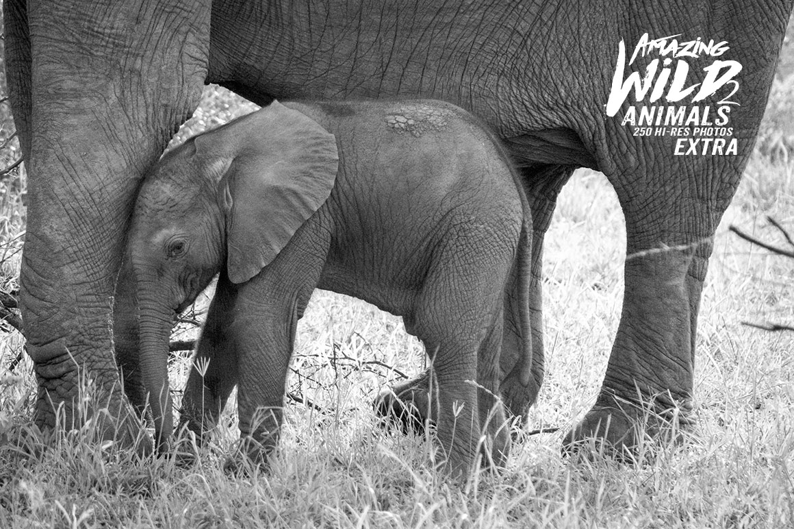 Amazing Wild Animals 2 Extra