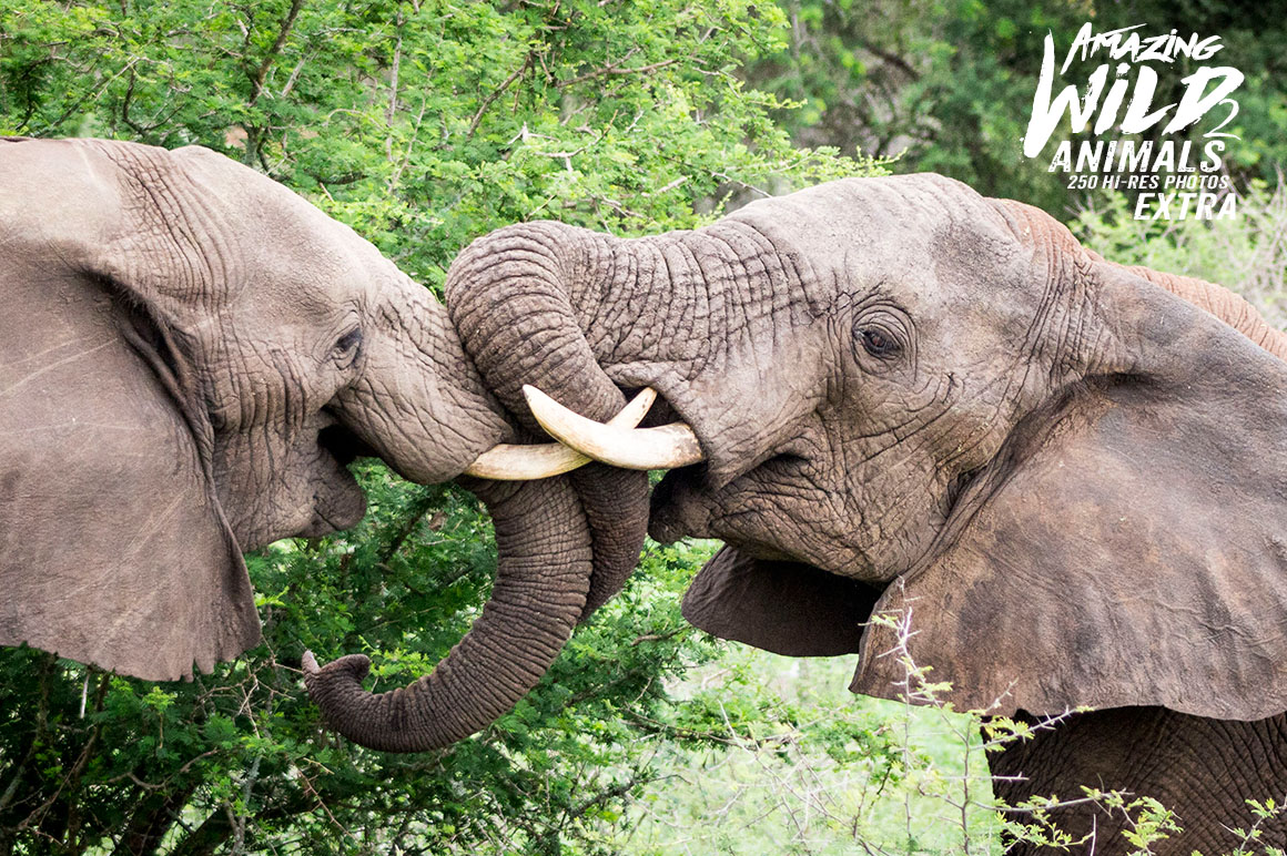 Amazing Wild Animals 2 Extra