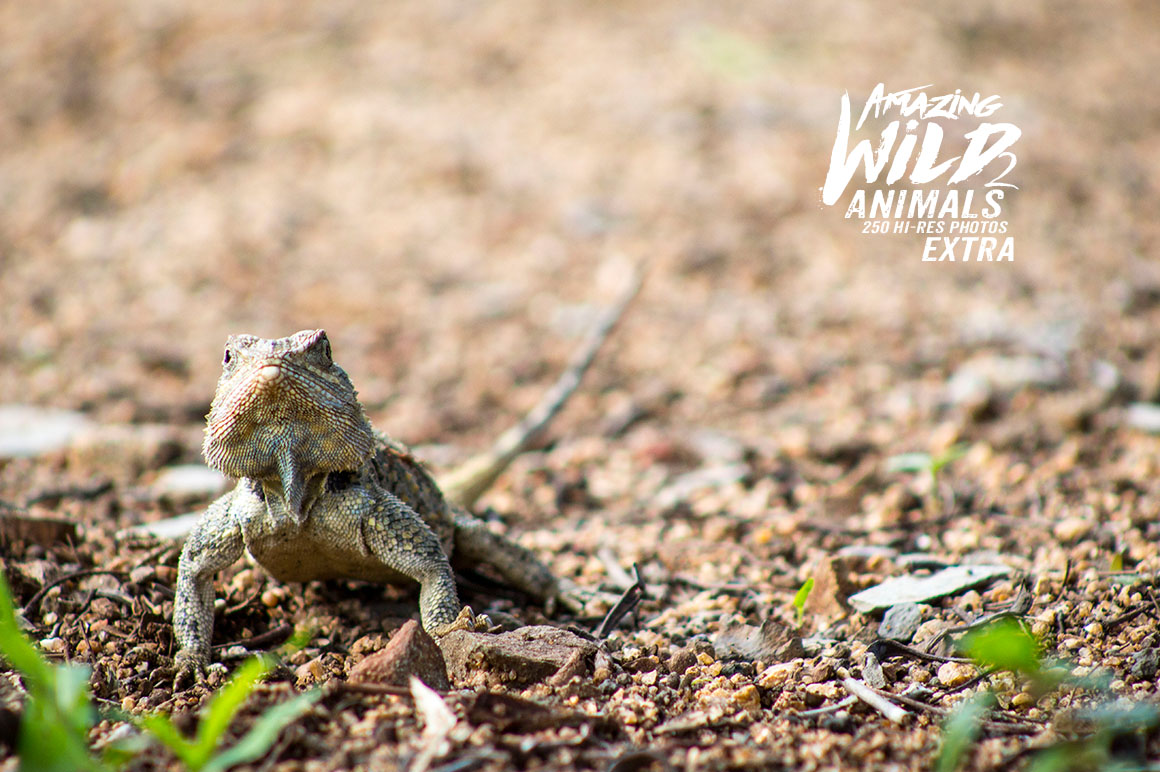 Amazing Wild Animals 2 Extra