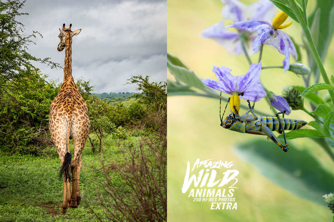 Amazing Wild Animals 2 Extra