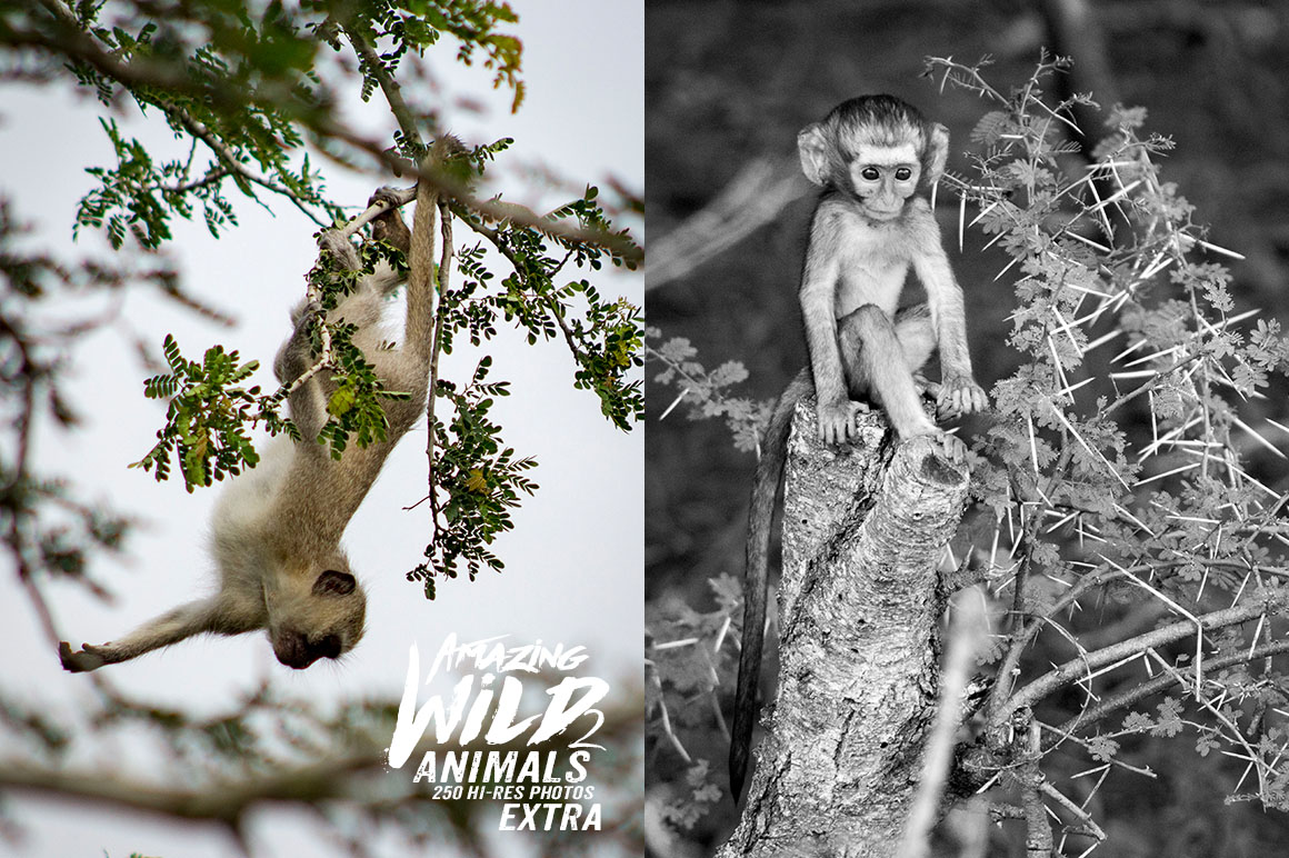 Amazing Wild Animals 2 Extra