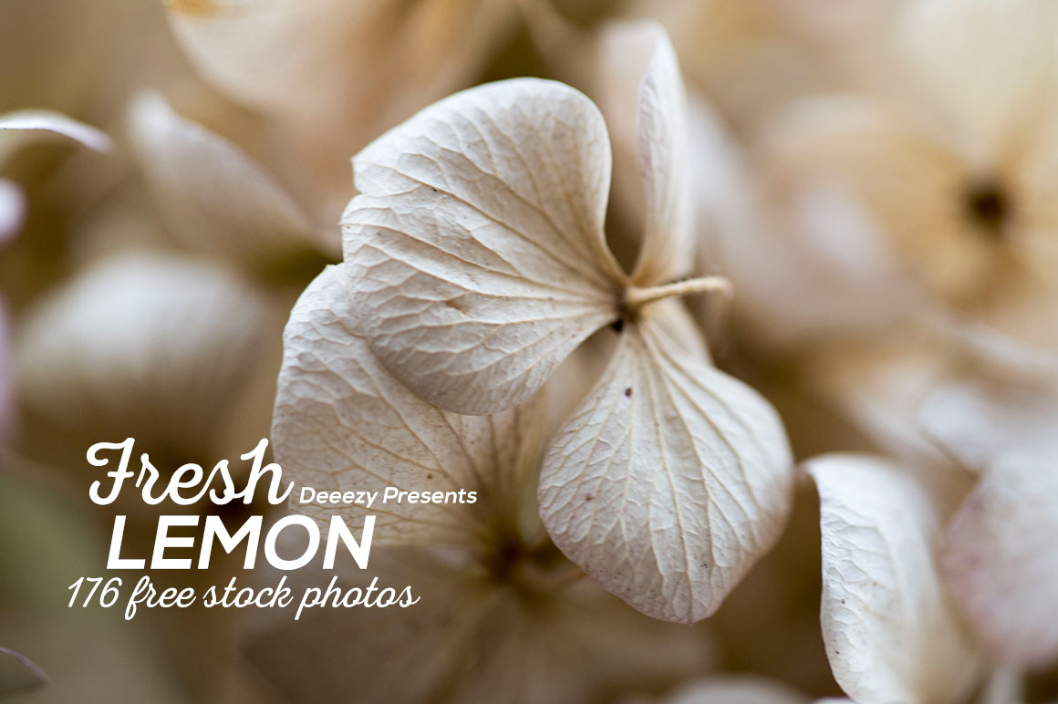 Fresh Lemon Free Photos